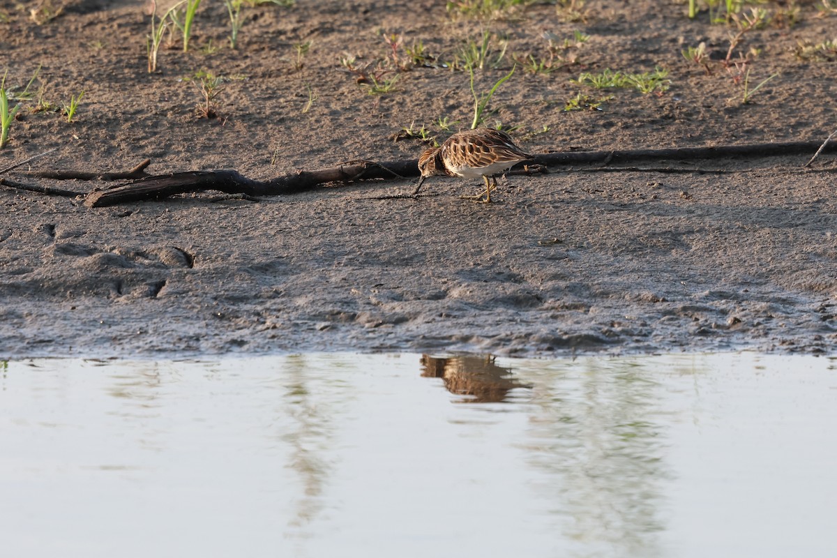 Least Sandpiper - ML643577478