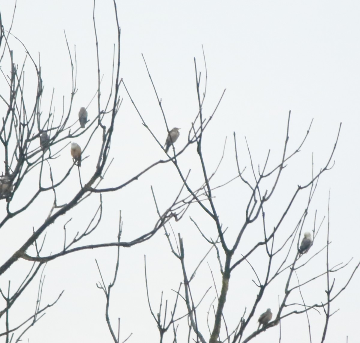 Malabar Starling - ML643577479