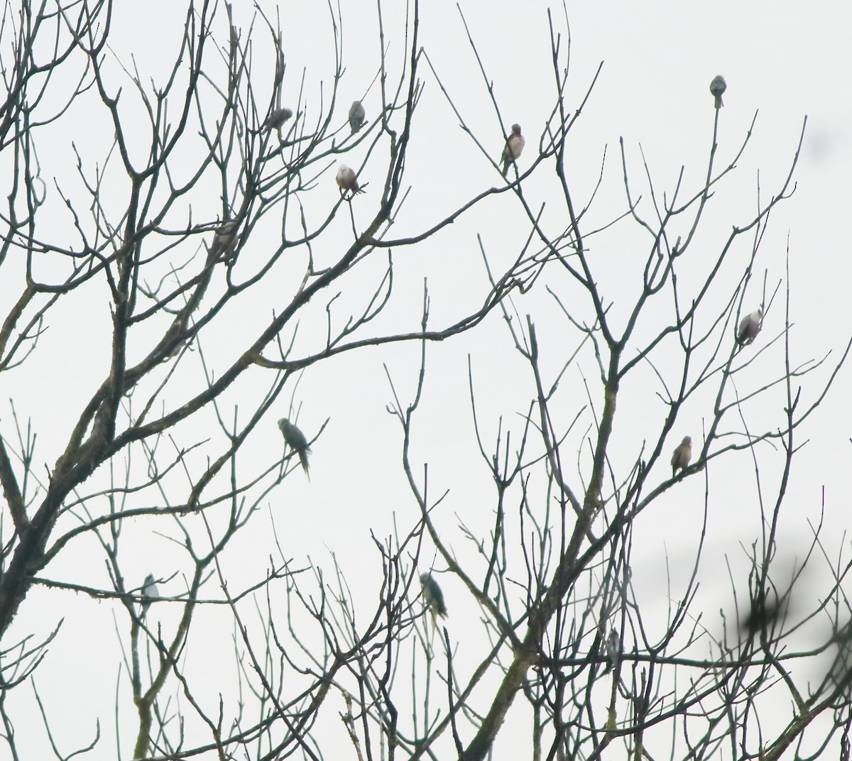 Malabar Starling - ML643577480