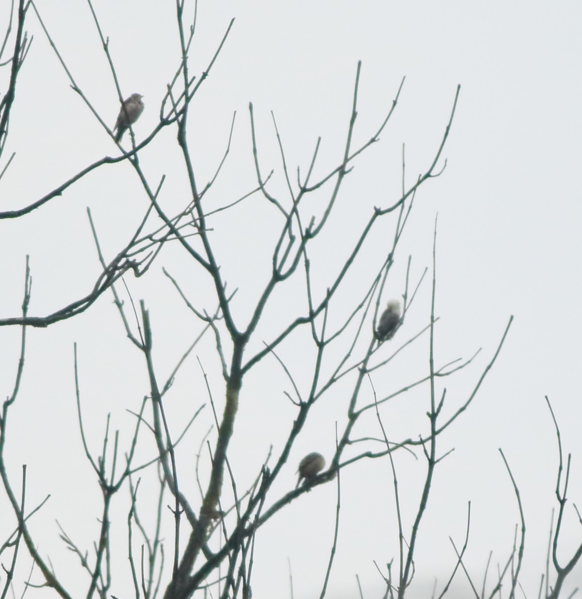 Malabar Starling - ML643577481