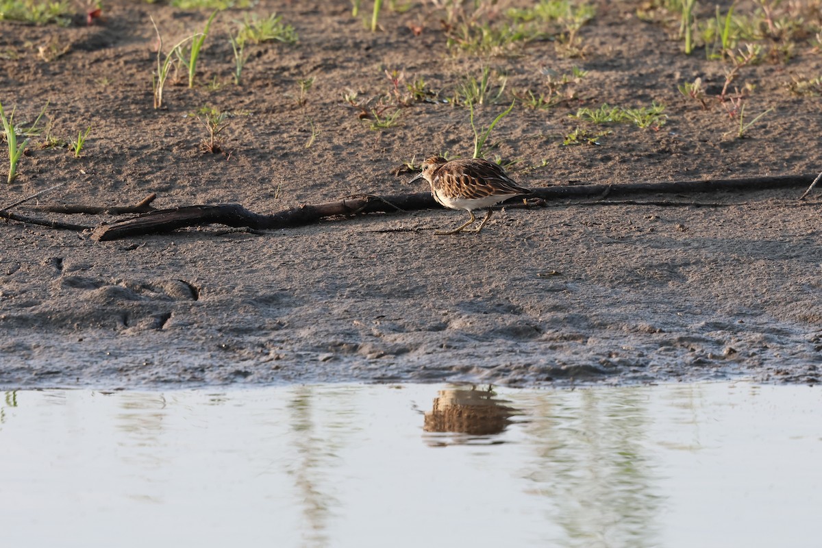 Least Sandpiper - ML643577482