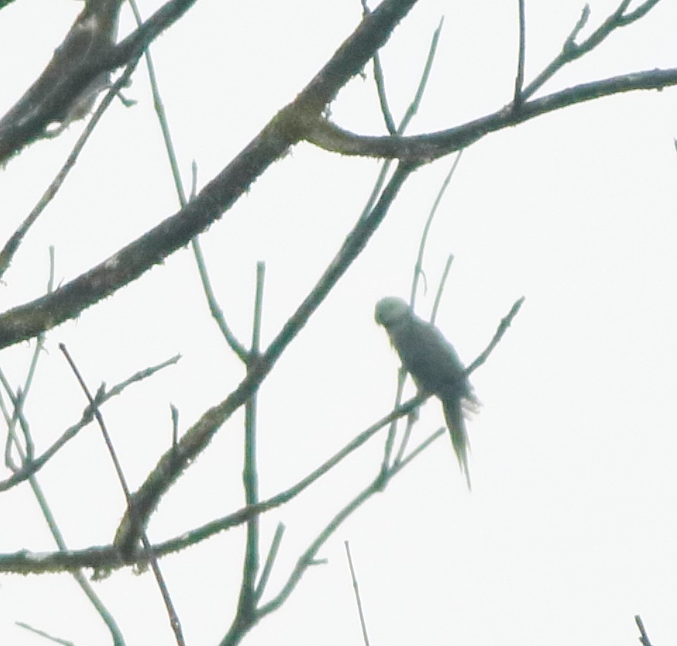 Malabar Parakeet - ML643577484
