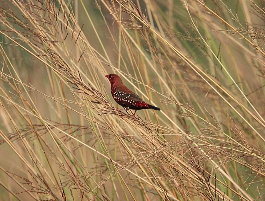 Red Avadavat - ML643577485