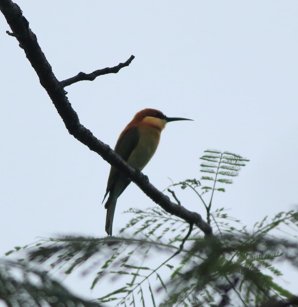 Chestnut-headed Bee-eater - ML643577488
