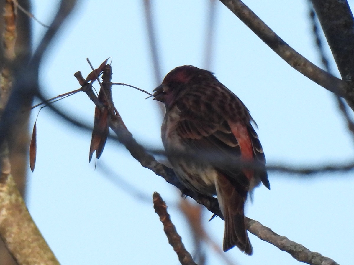 Purple Finch - ML643577489