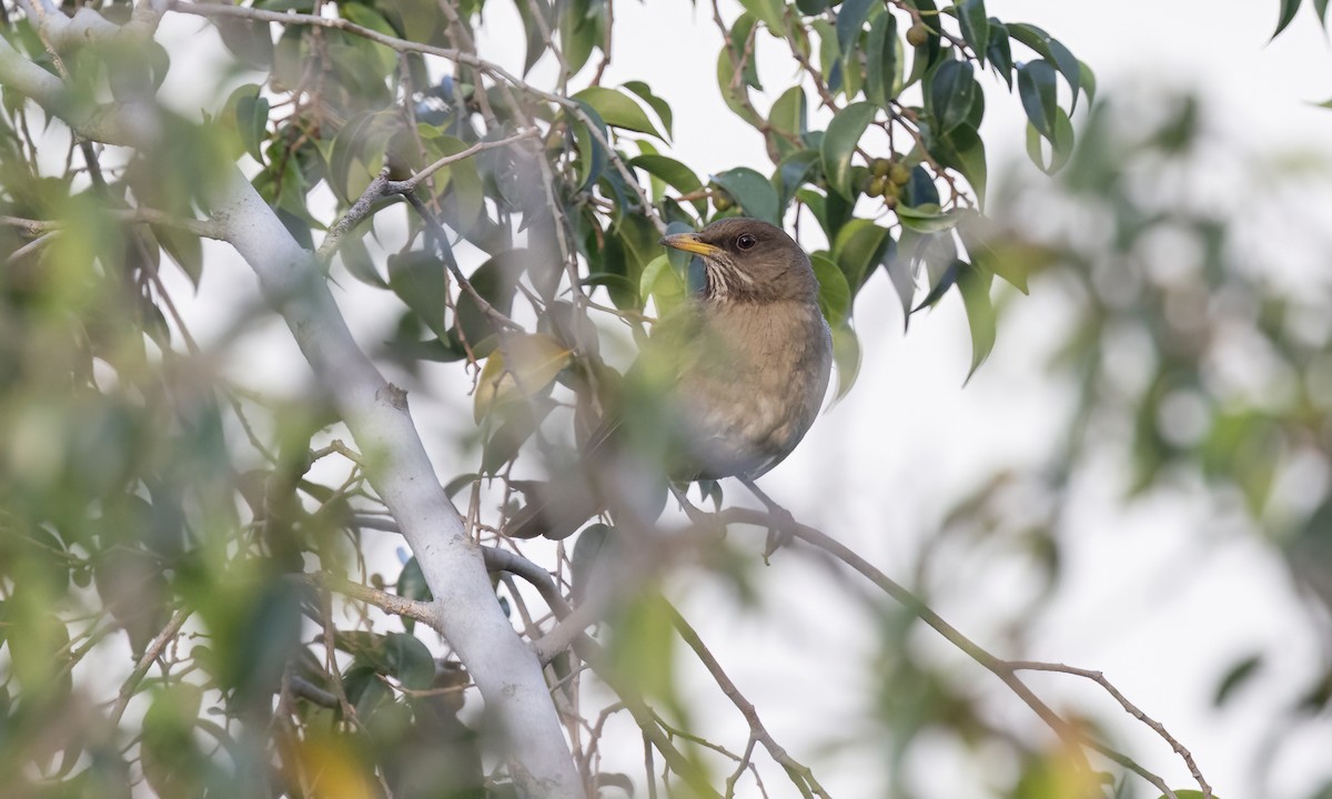 Creamy-bellied Thrush - ML643577490