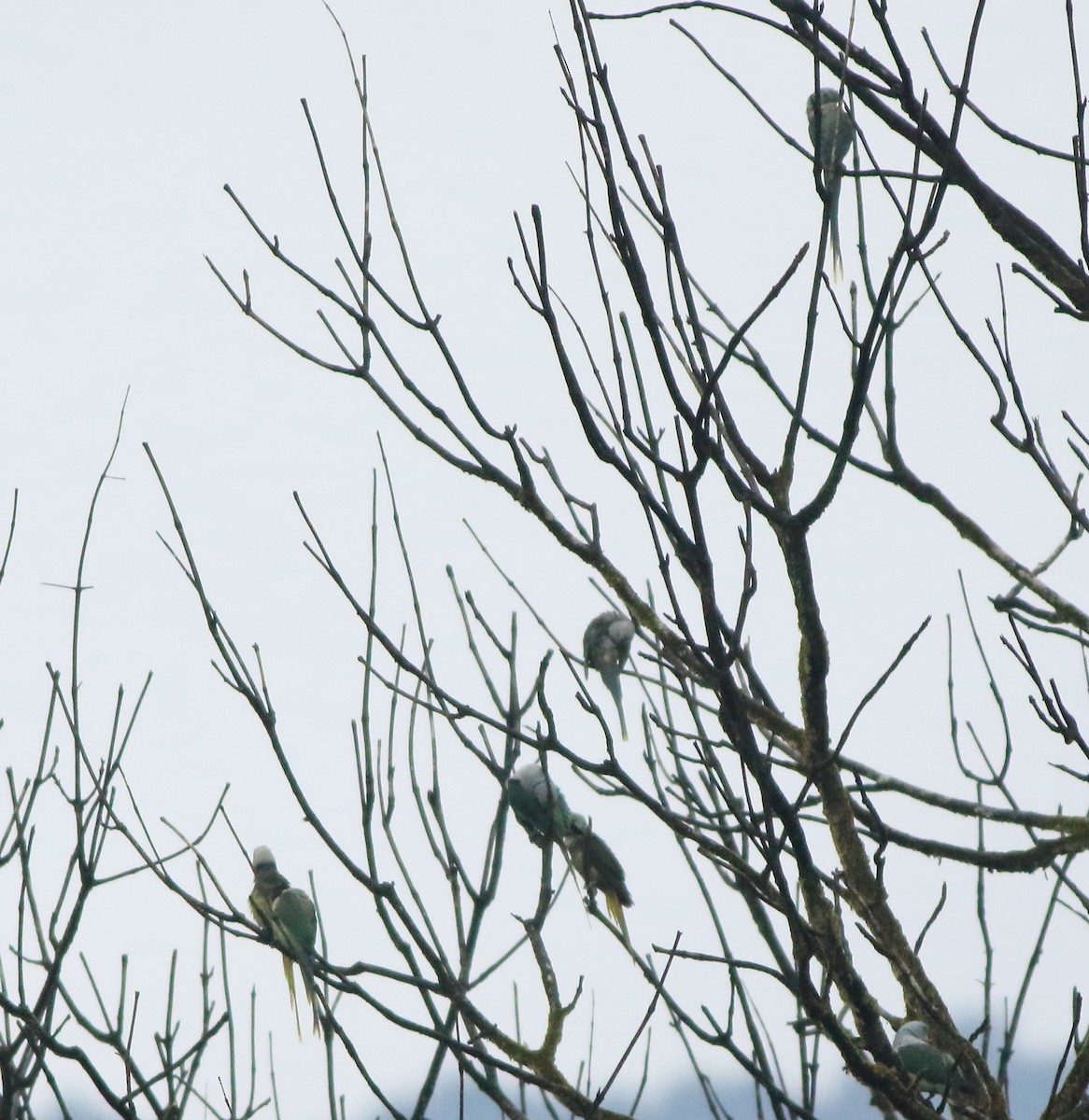 Malabar Parakeet - ML643577491