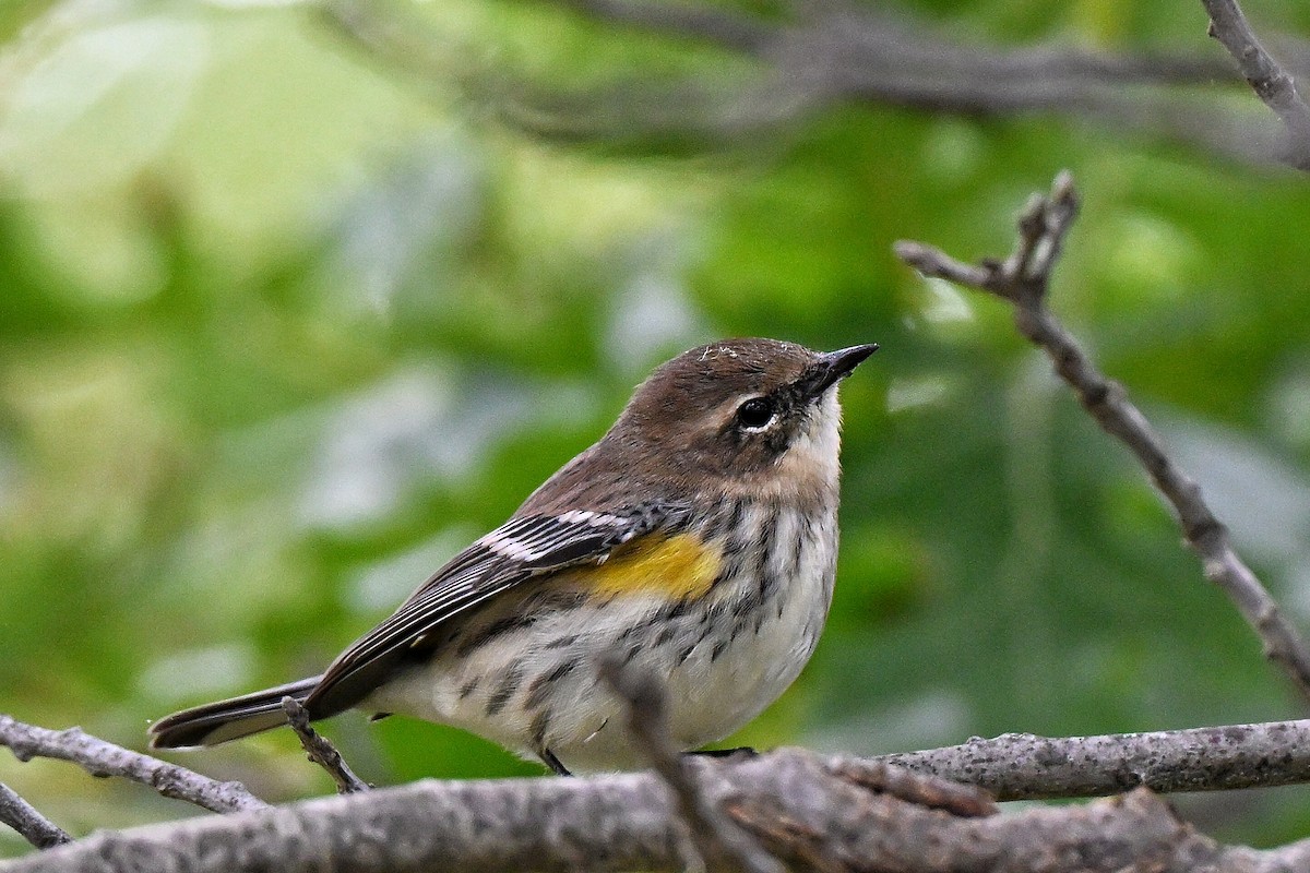 Yellow-rumped Warbler - ML643577492