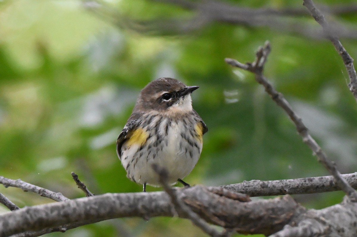 Yellow-rumped Warbler - ML643577493
