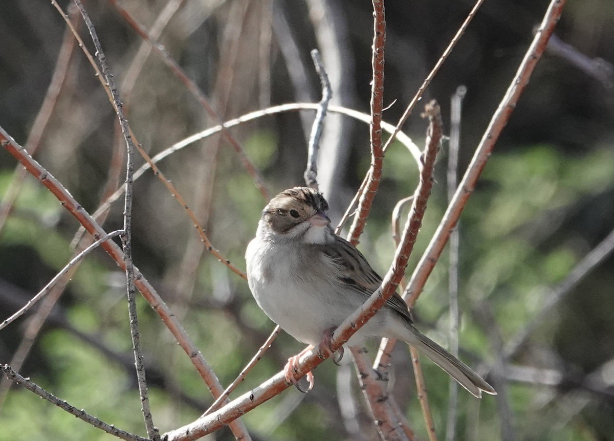 Clay-colored Sparrow - ML643577494