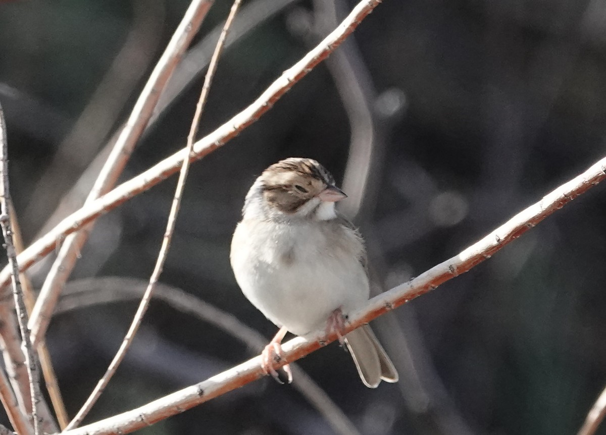 Clay-colored Sparrow - ML643577499
