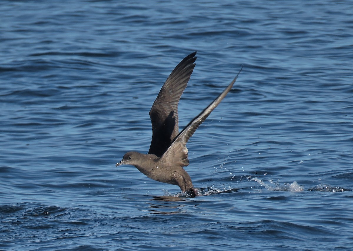 Short-tailed Shearwater - ML643577502