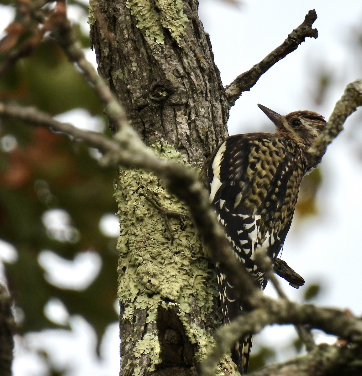 Yellow-bellied Sapsucker - ML643577504