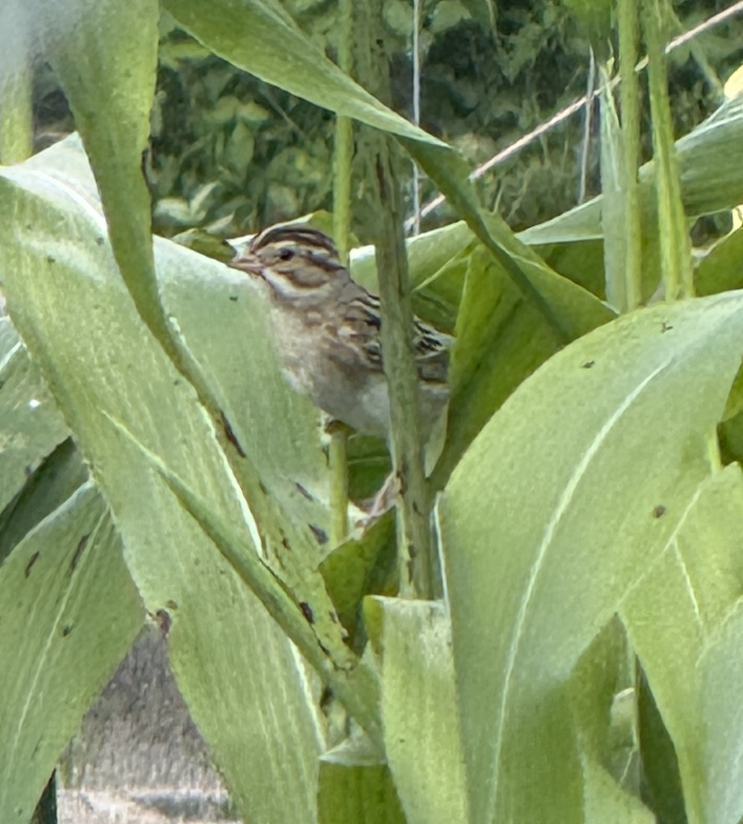 Clay-colored Sparrow - ML643577505