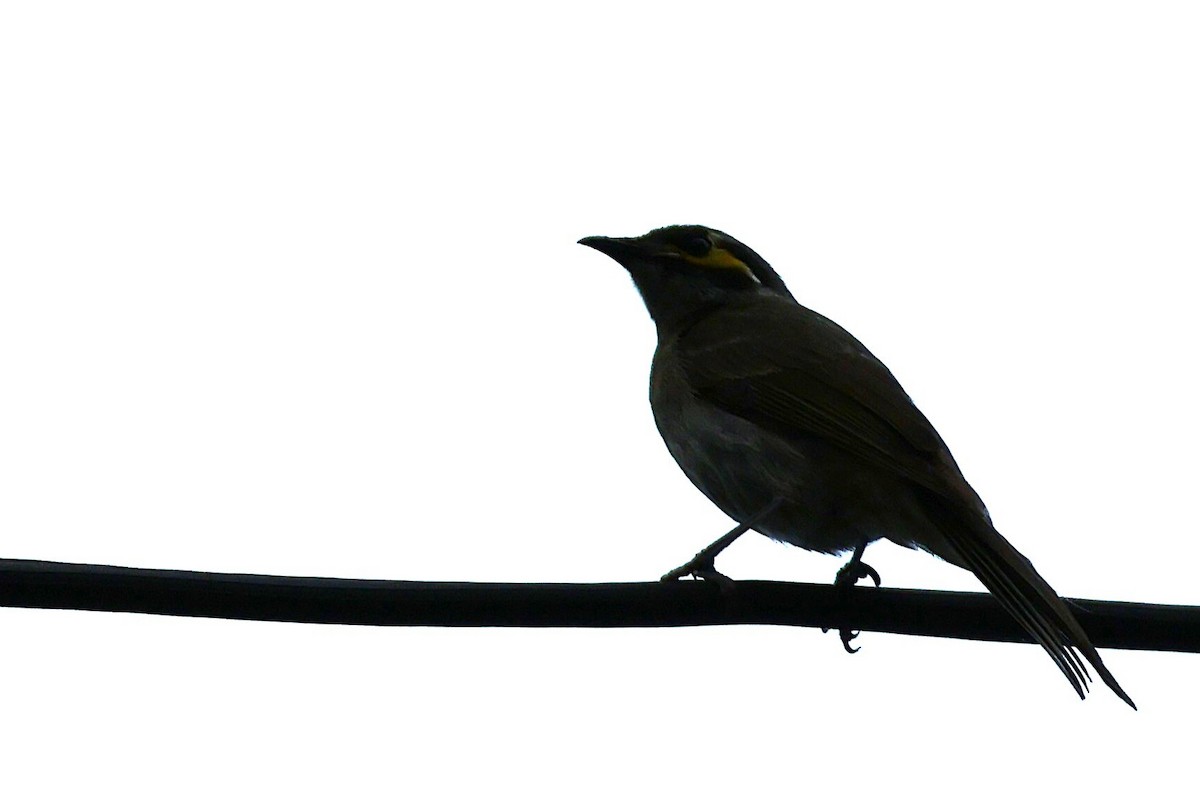 Yellow-faced Honeyeater - ML643577507