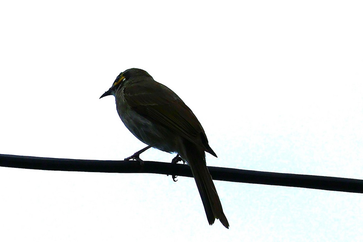 Yellow-faced Honeyeater - ML643577508