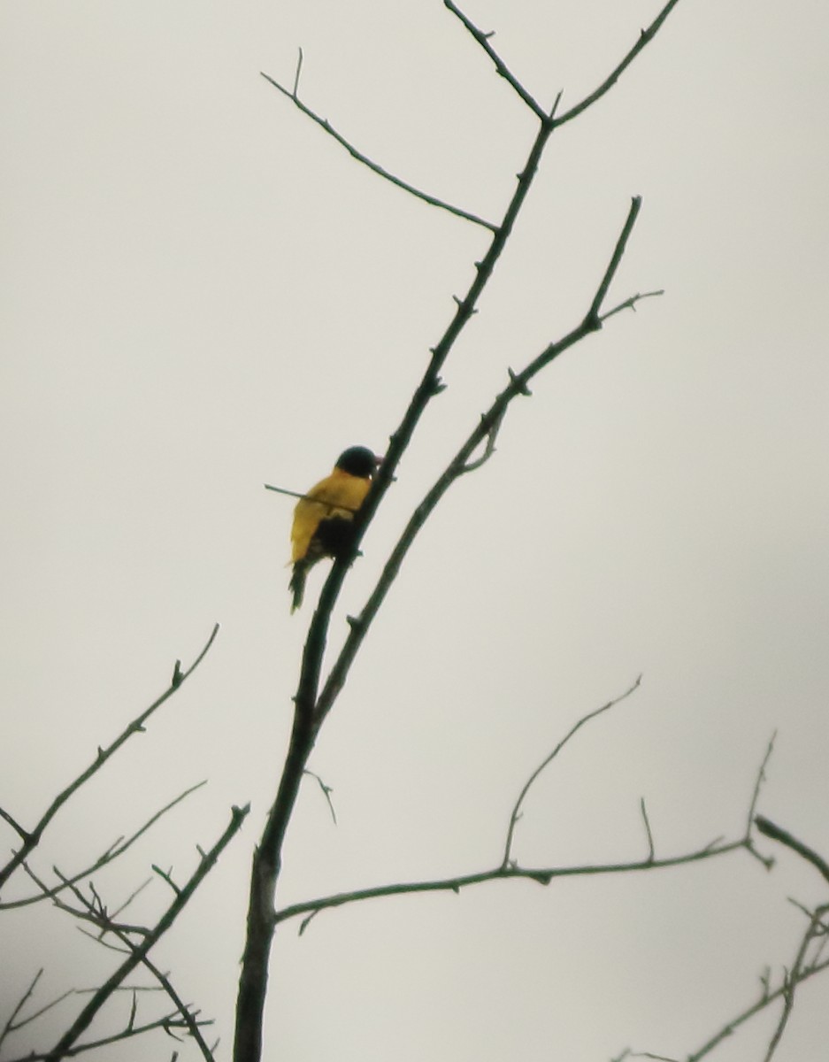 Black-hooded Oriole - ML643577510