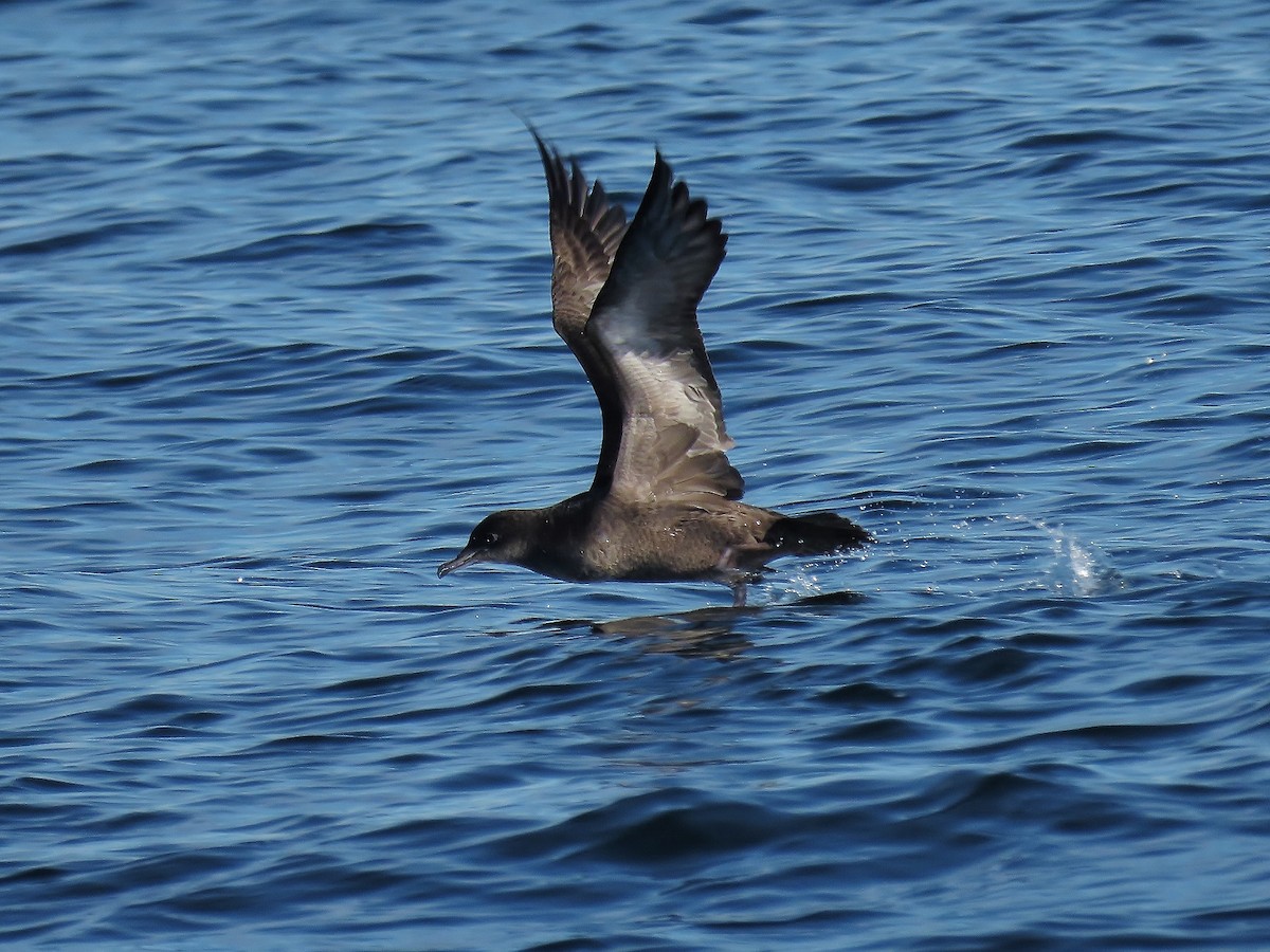 Short-tailed Shearwater - ML643577512