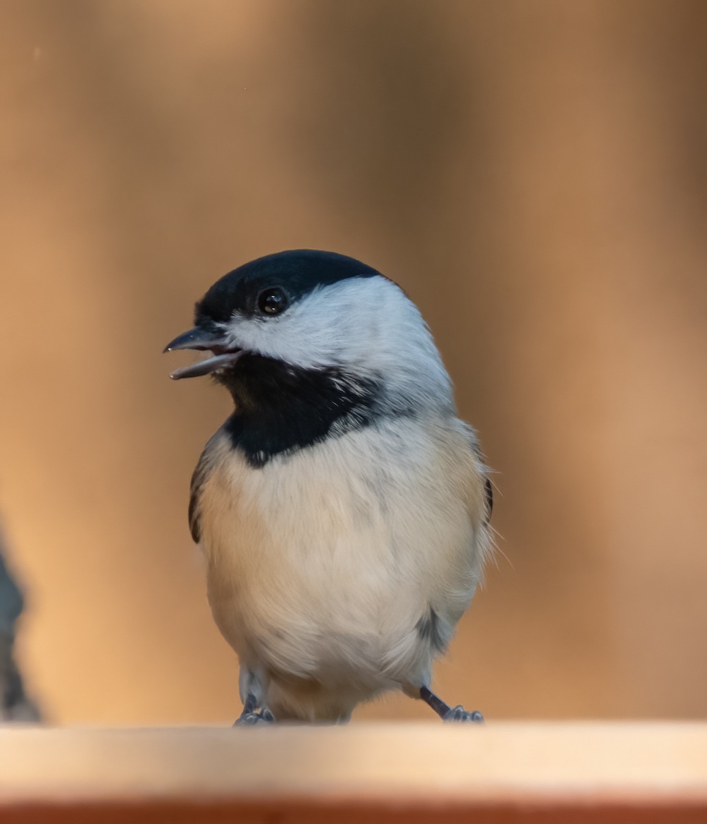Carolina Chickadee - ML643577513