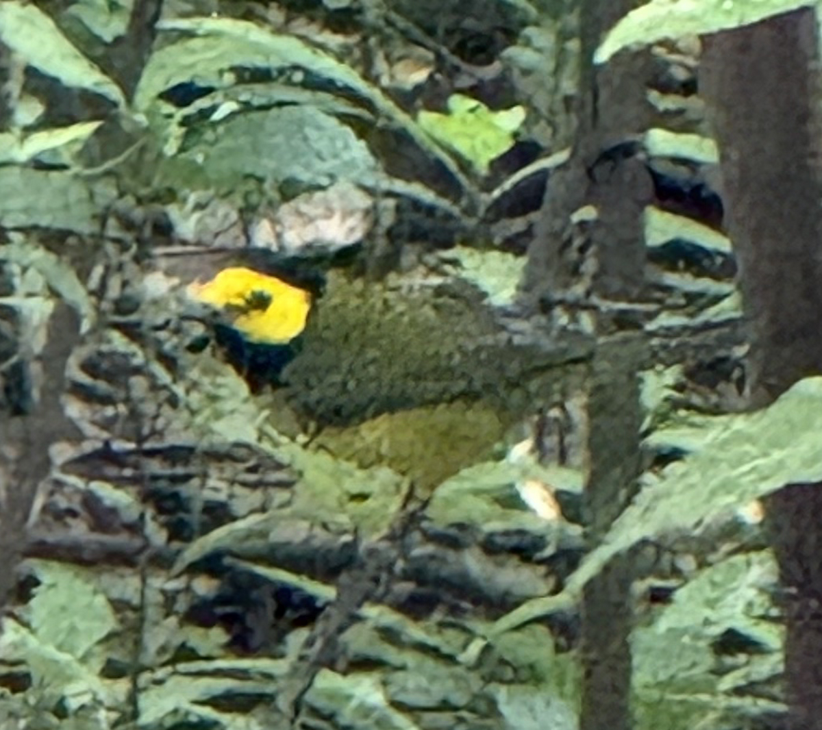 Hooded Warbler - ML643577514