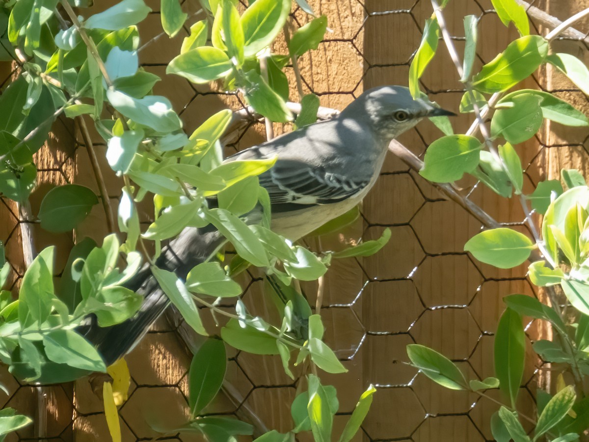 Northern Mockingbird - ML643577515