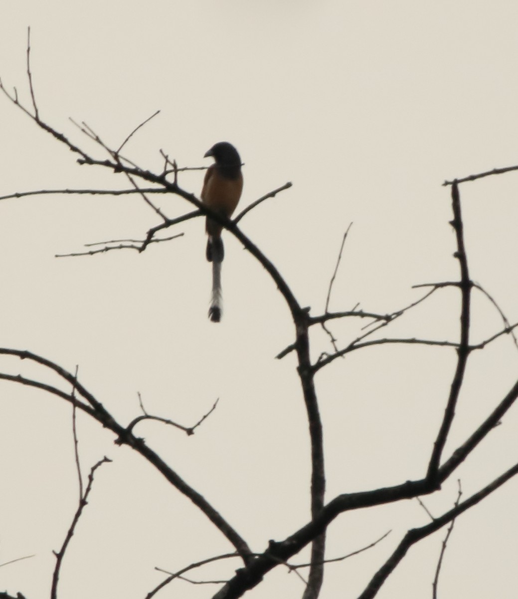 Rufous Treepie - ML643577516