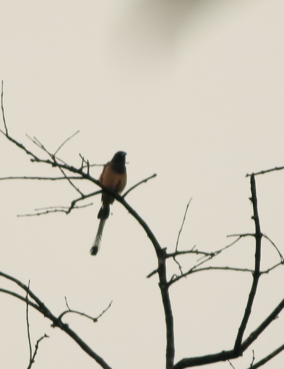 Rufous Treepie - ML643577517