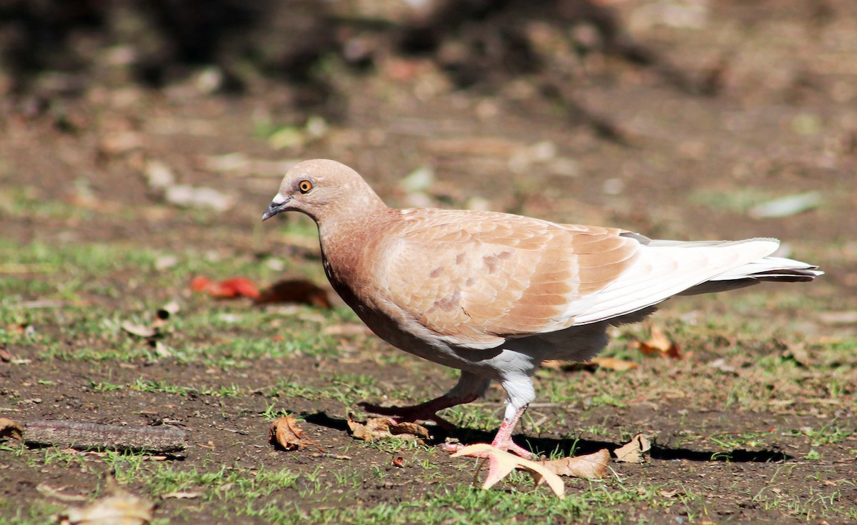 Rock Pigeon (Feral Pigeon) - ML643577557