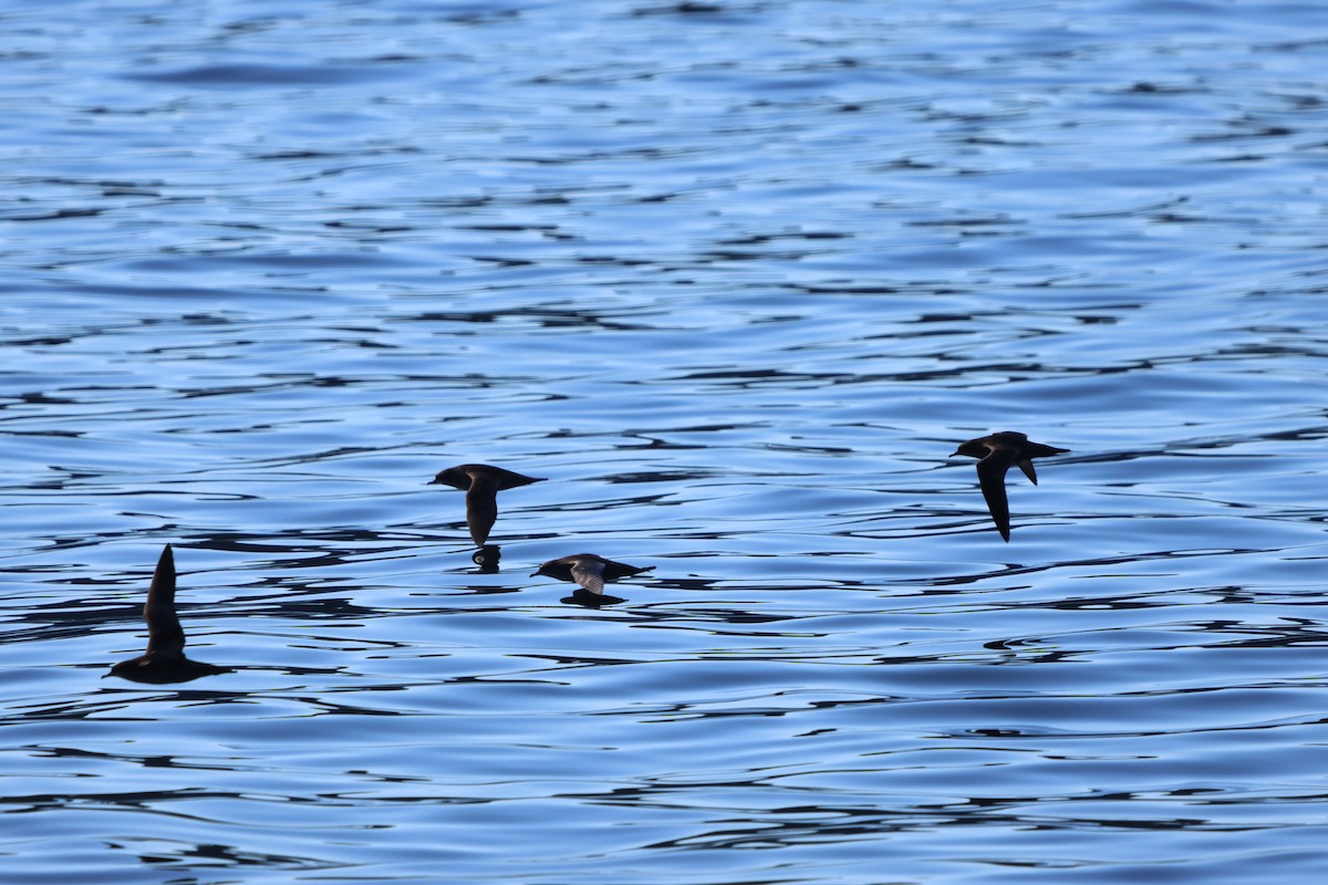 Sooty/Short-tailed Shearwater - ML643577569