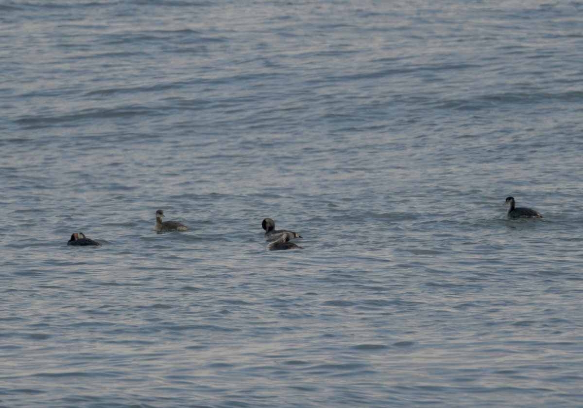 Red-necked Grebe - ML643577575
