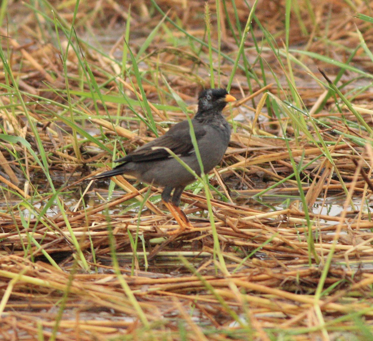 Jungle Myna - ML643577579