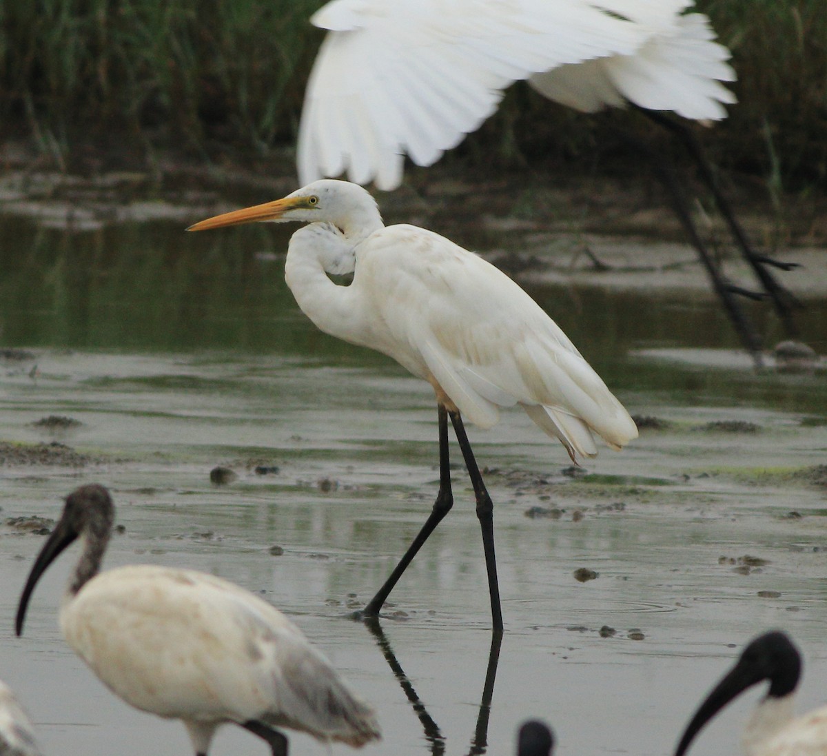 Great Egret - ML643577590