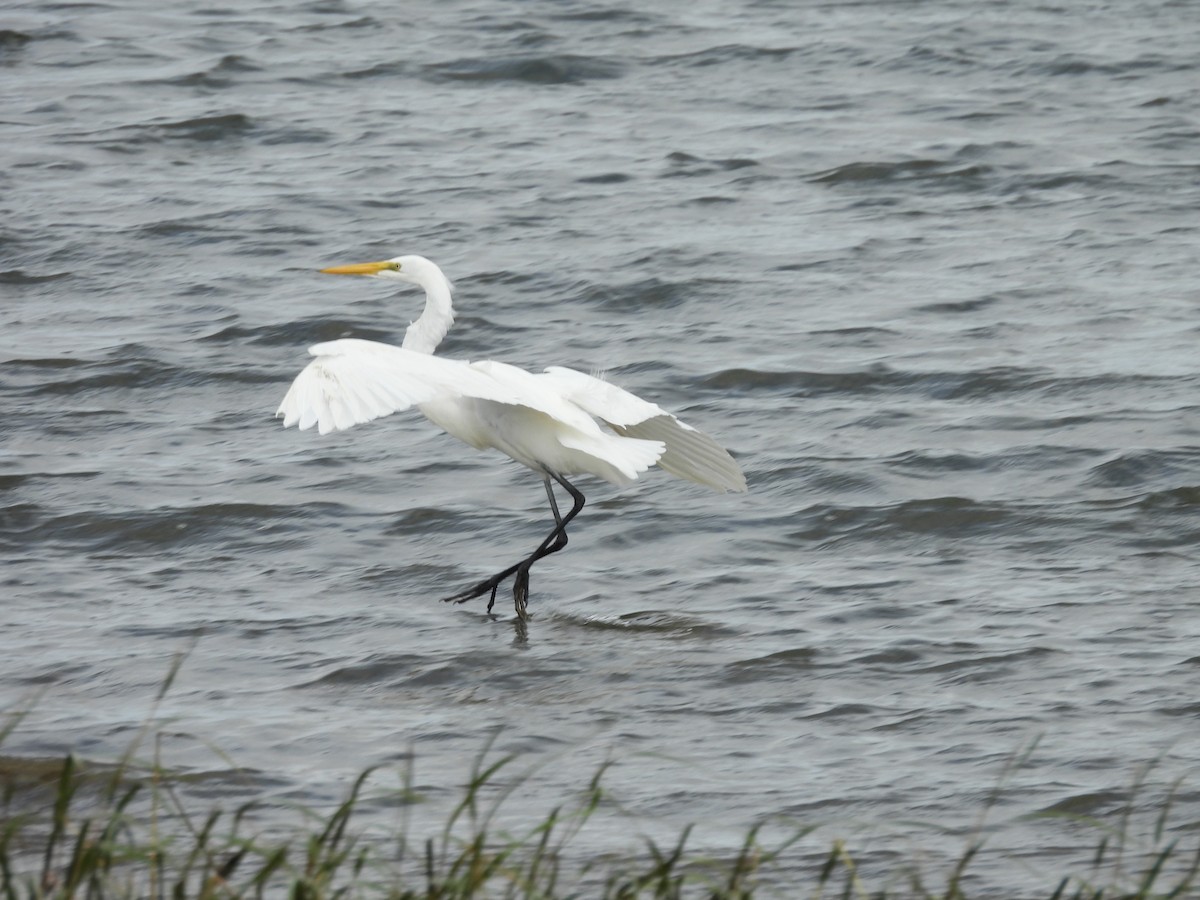 Great Egret - ML643577594