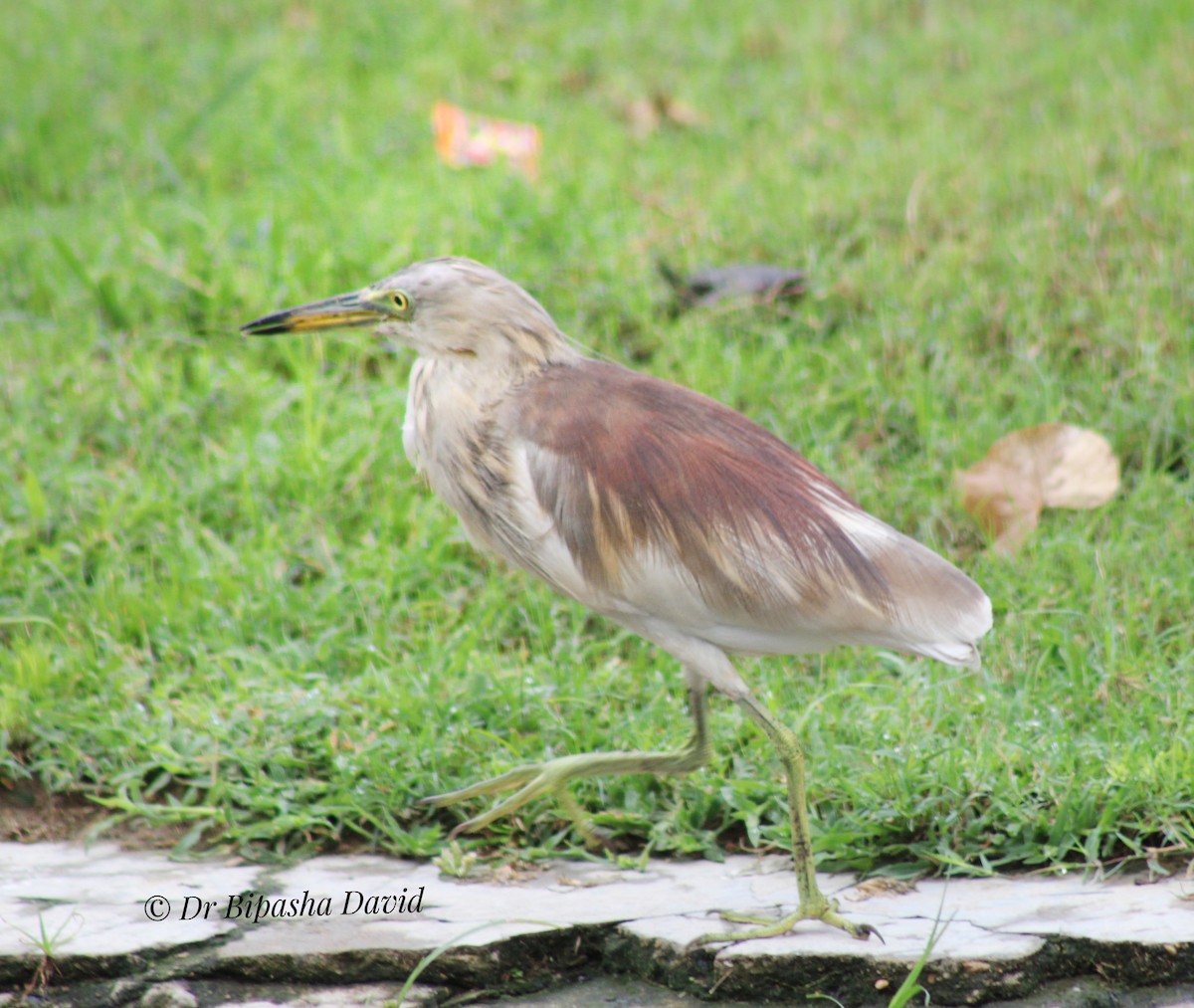 Indian Pond-Heron - ML643577595