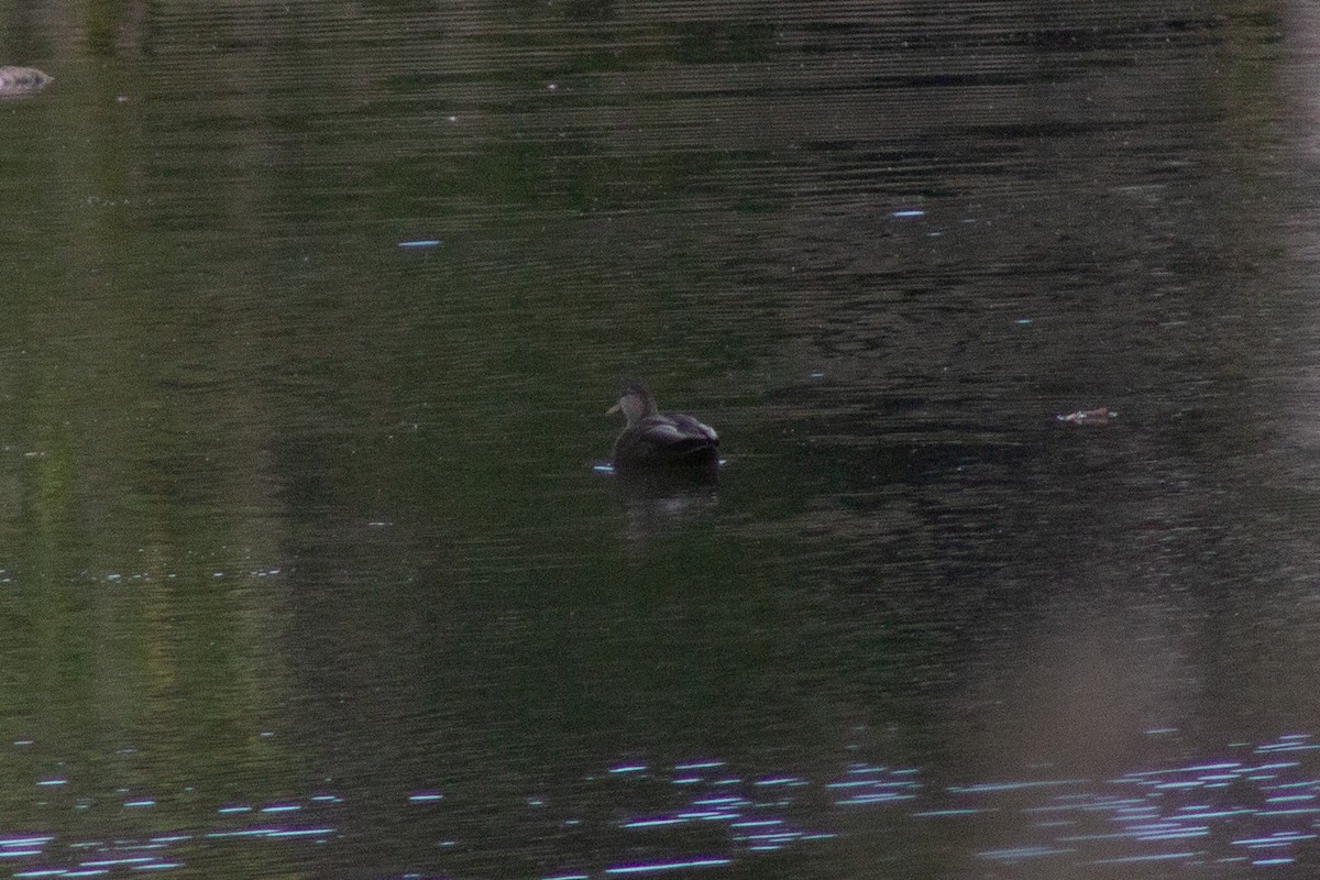 Canard noir - ML643577609