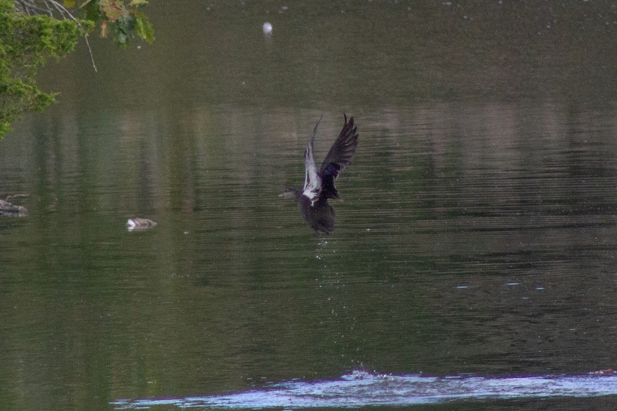Canard noir - ML643577610