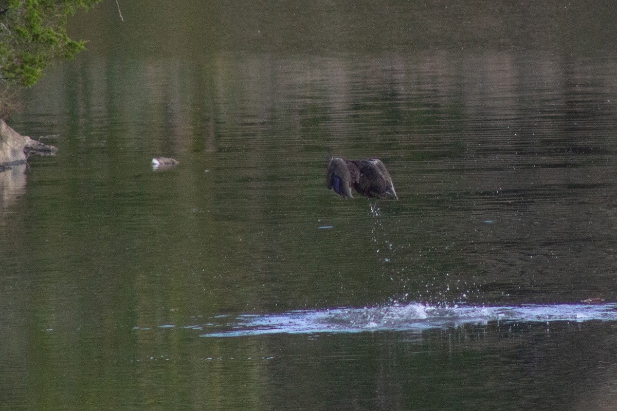 Canard noir - ML643577613