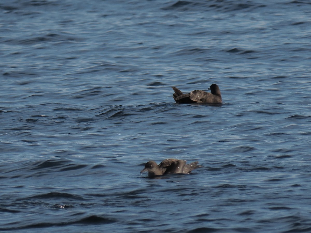 Puffin à bec grêle - ML643577623