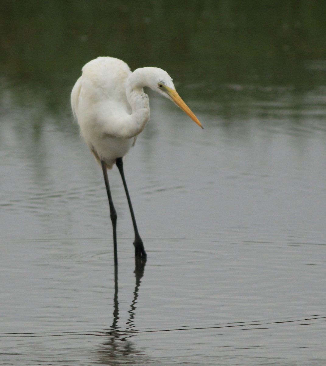Great Egret - ML643577640