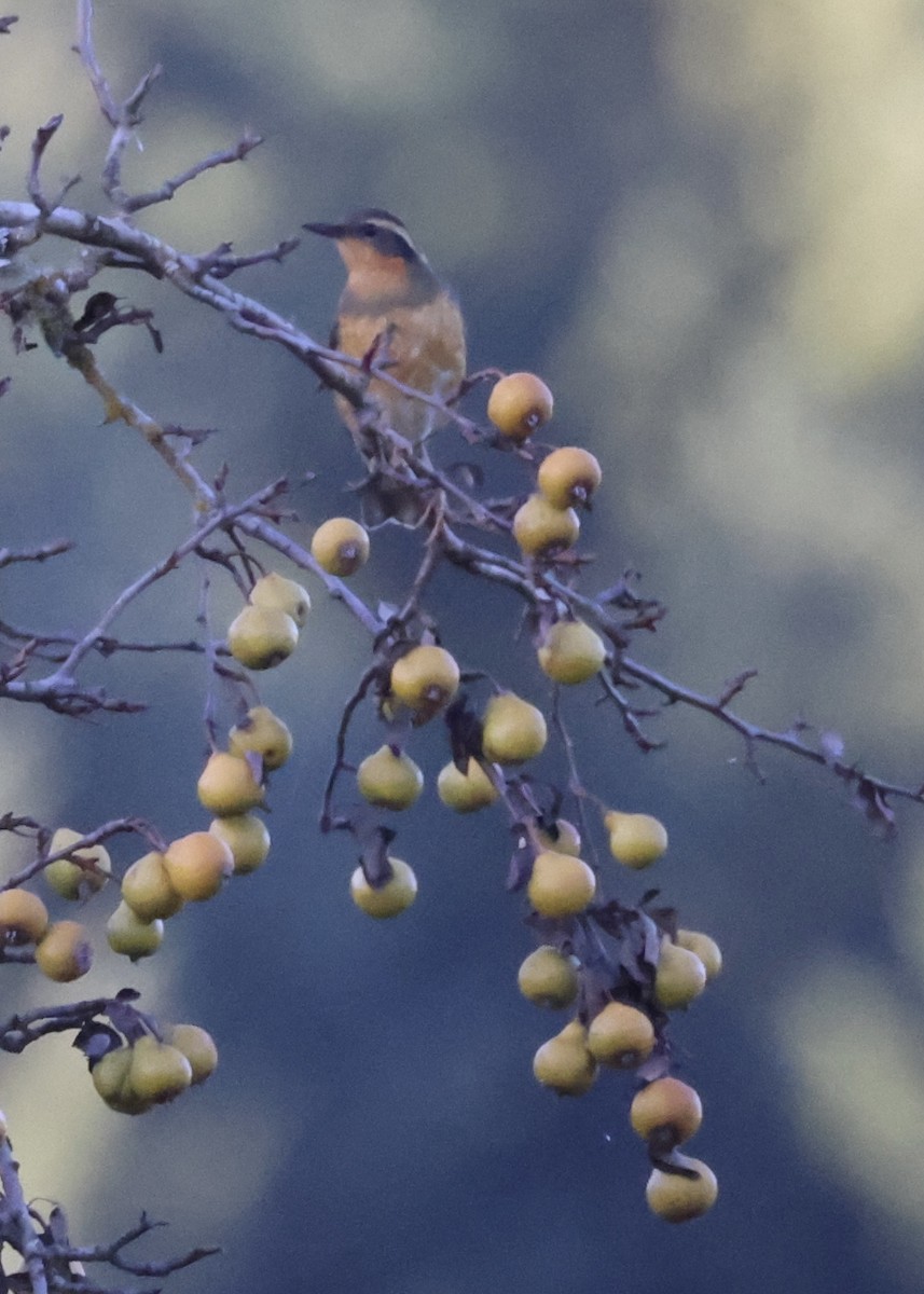 Varied Thrush - ML643577644