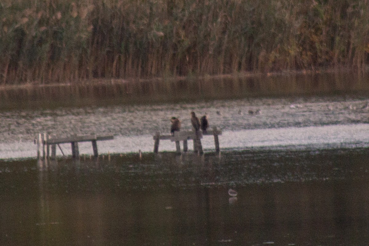 Double-crested Cormorant - ML643577648