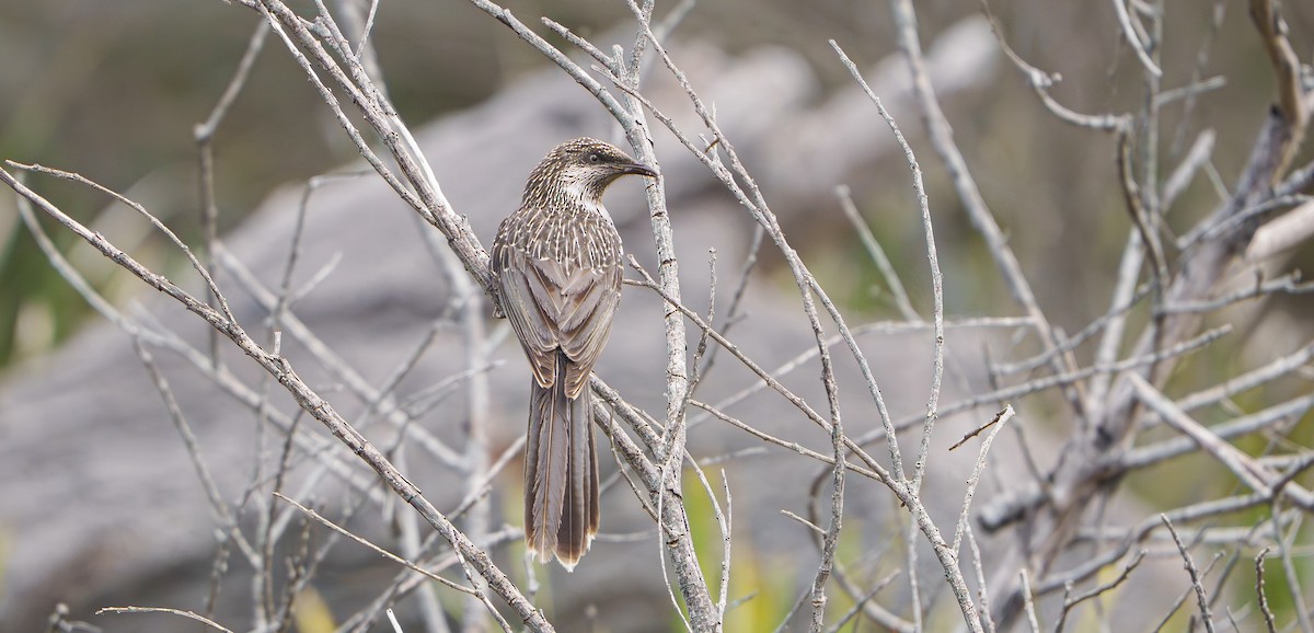 Little Wattlebird - ML643577649