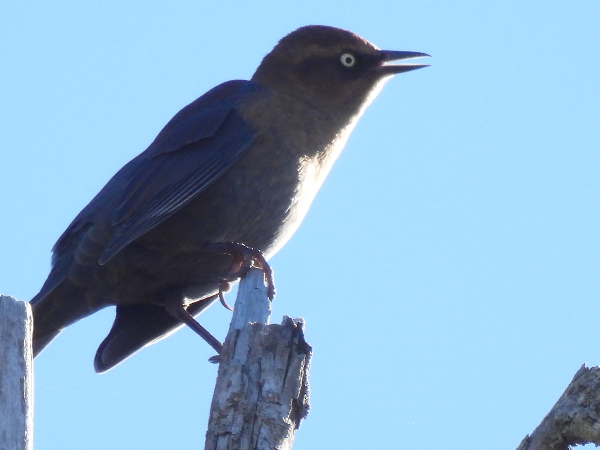 Rusty Blackbird - ML643577650