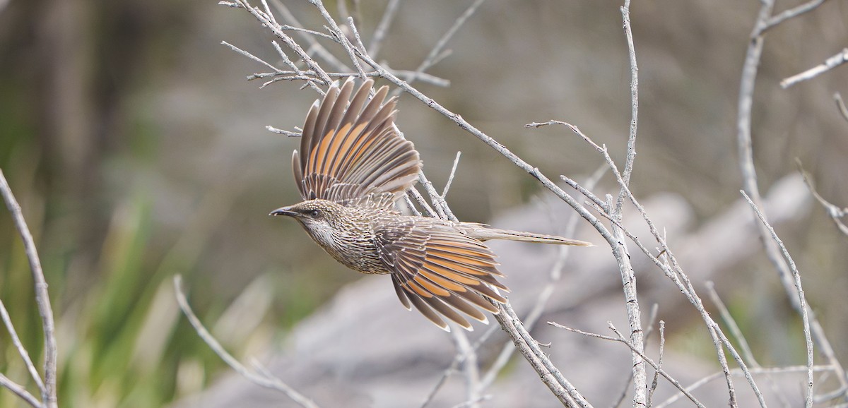 Little Wattlebird - ML643577652