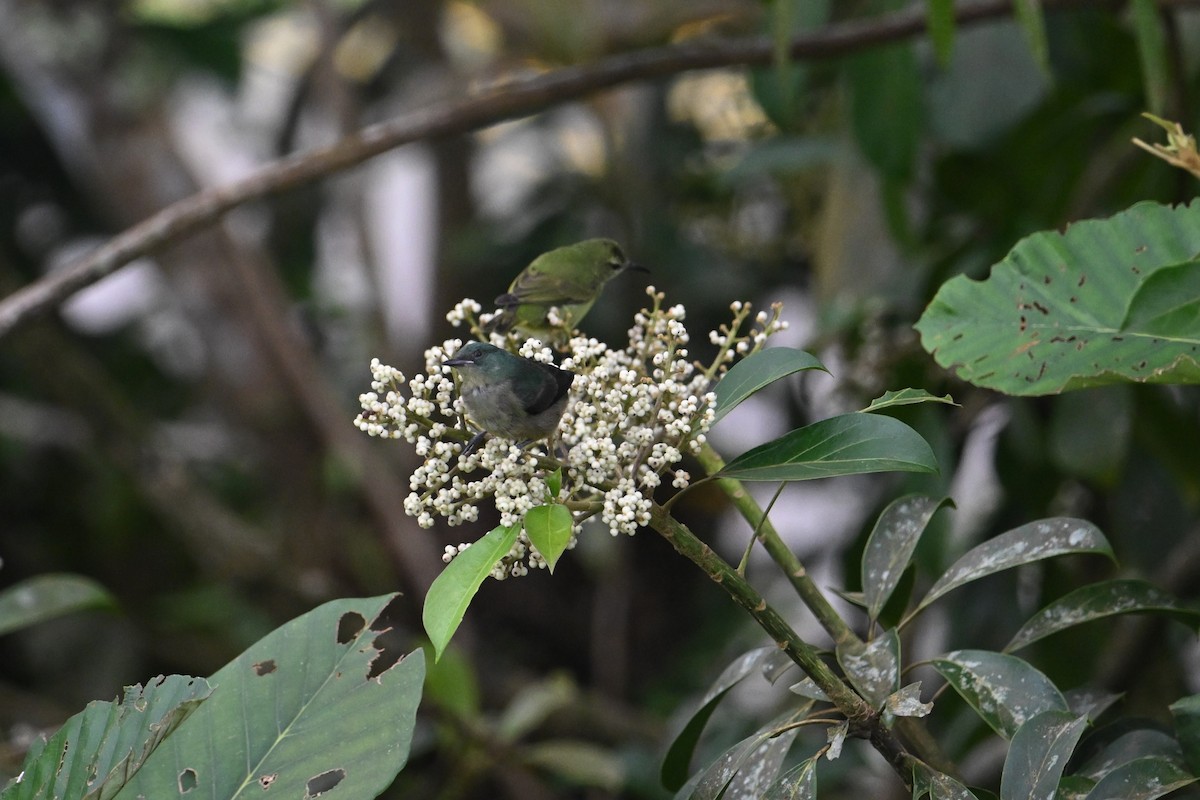 Scarlet-thighed Dacnis - ML643577653
