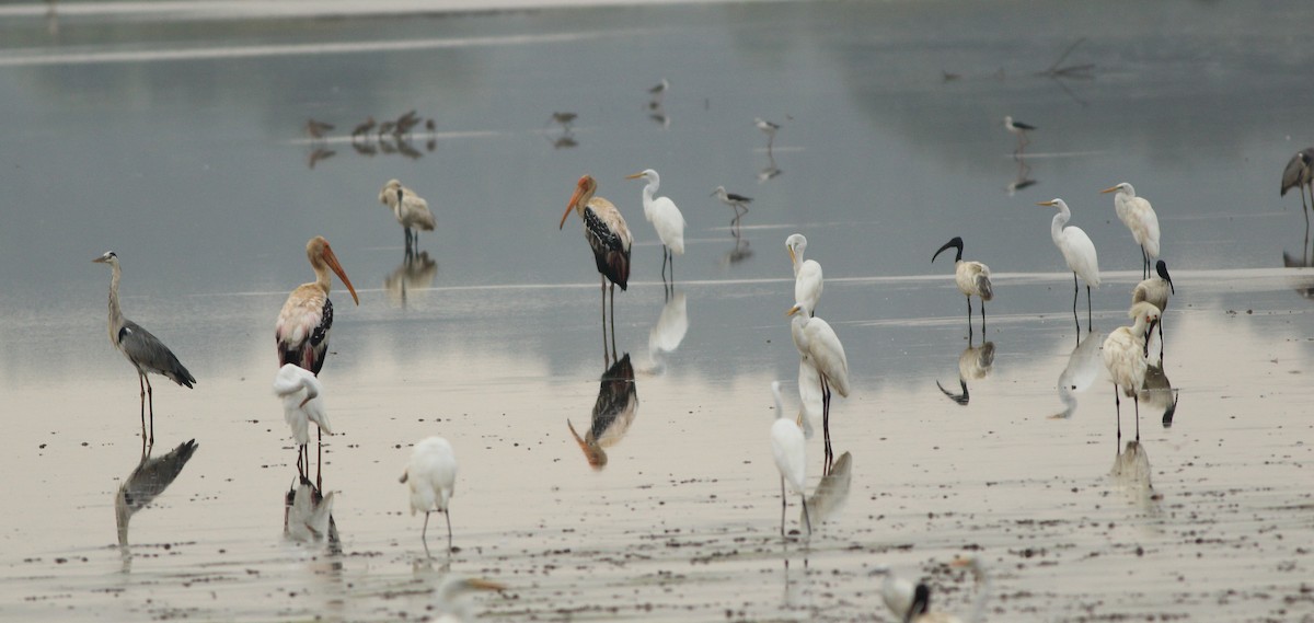 Eurasian Spoonbill - ML643577655