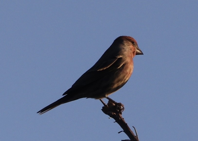 House Finch - ML643577659