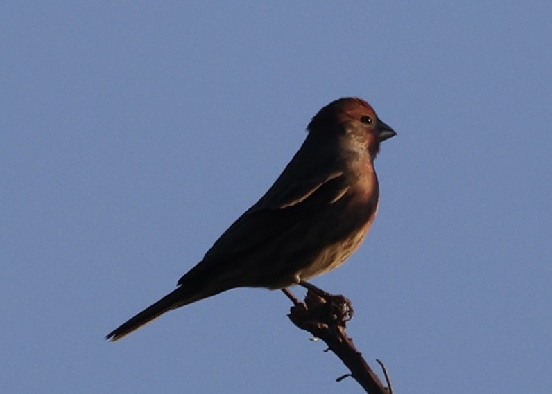 House Finch - ML643577660