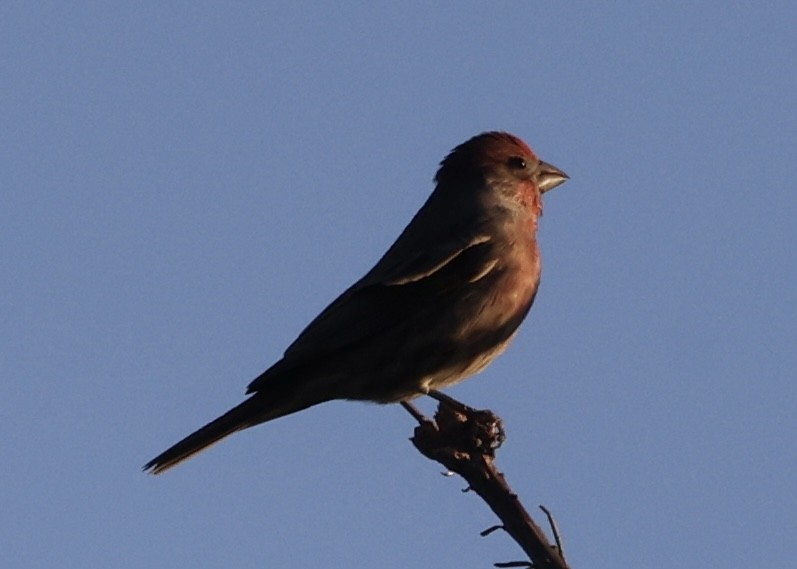 House Finch - ML643577661