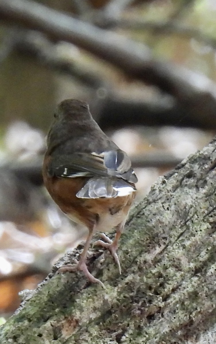 Eastern Towhee - ML643577664